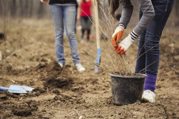 Planter une haie champêtre dans son jardin : nos conseils