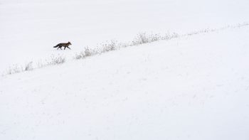 Un renard qui trottine en solitaire dans un champ de neige.