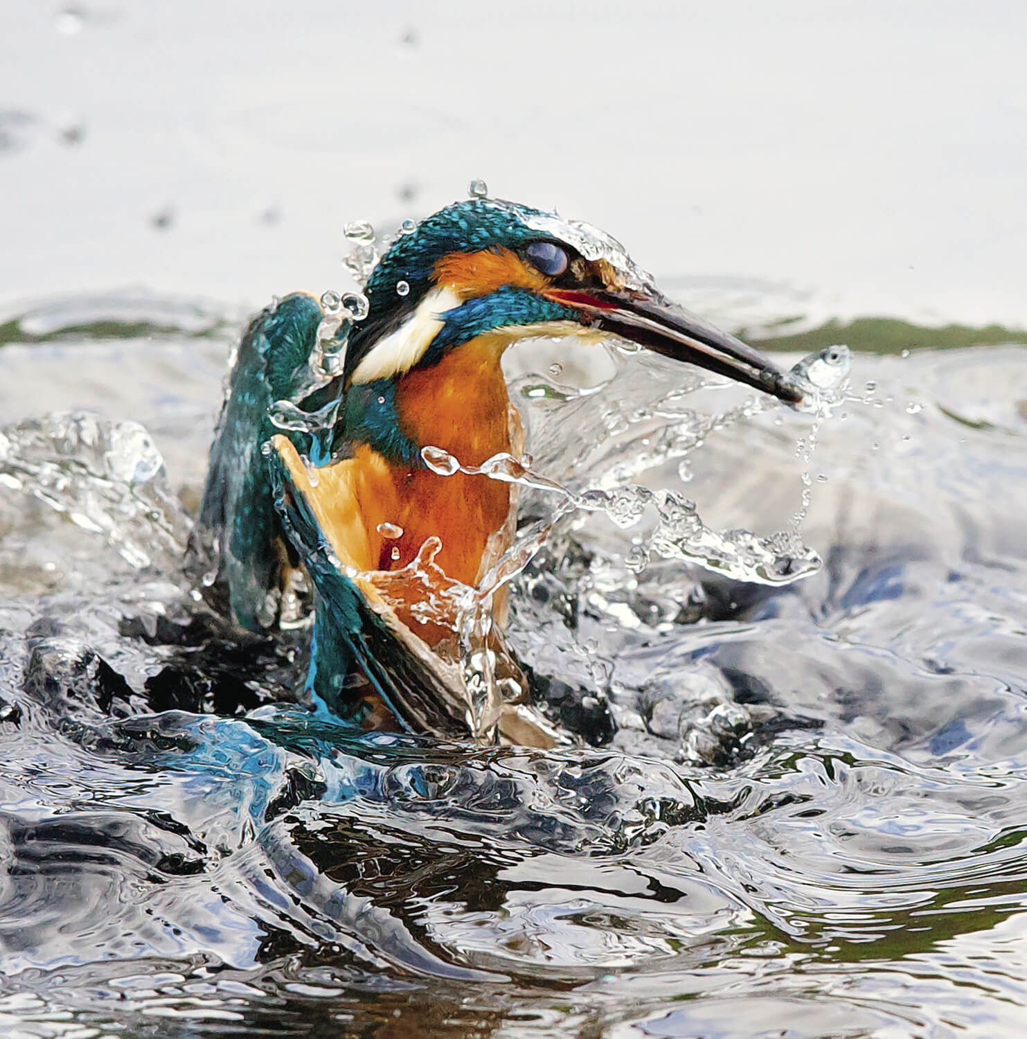 Le martin-pêcheur commet ses crimes sous l'eau