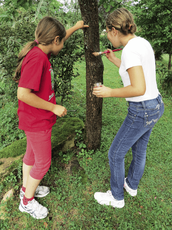 Attirez les papillons dans votre jardin pour les observer facilement