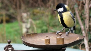 Pesez un mésange et les autres oiseaux qui viennent à la mangeoire