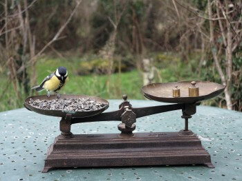 Pesez un mésange et les autres oiseaux qui viennent à la mangeoire