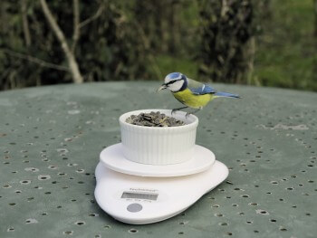 Pesez un mésange et les autres oiseaux qui viennent à la mangeoire
