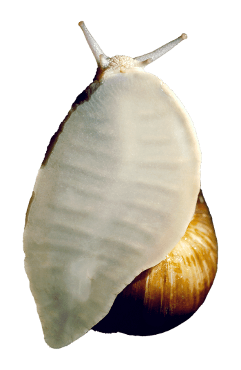 L'escargot marche sur un pied