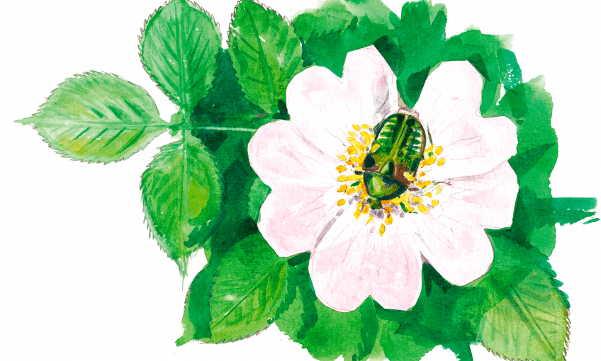 La haute saison des rosiers sauvages