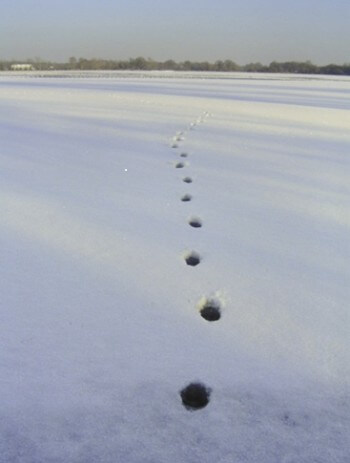 Suivre les traces du renard