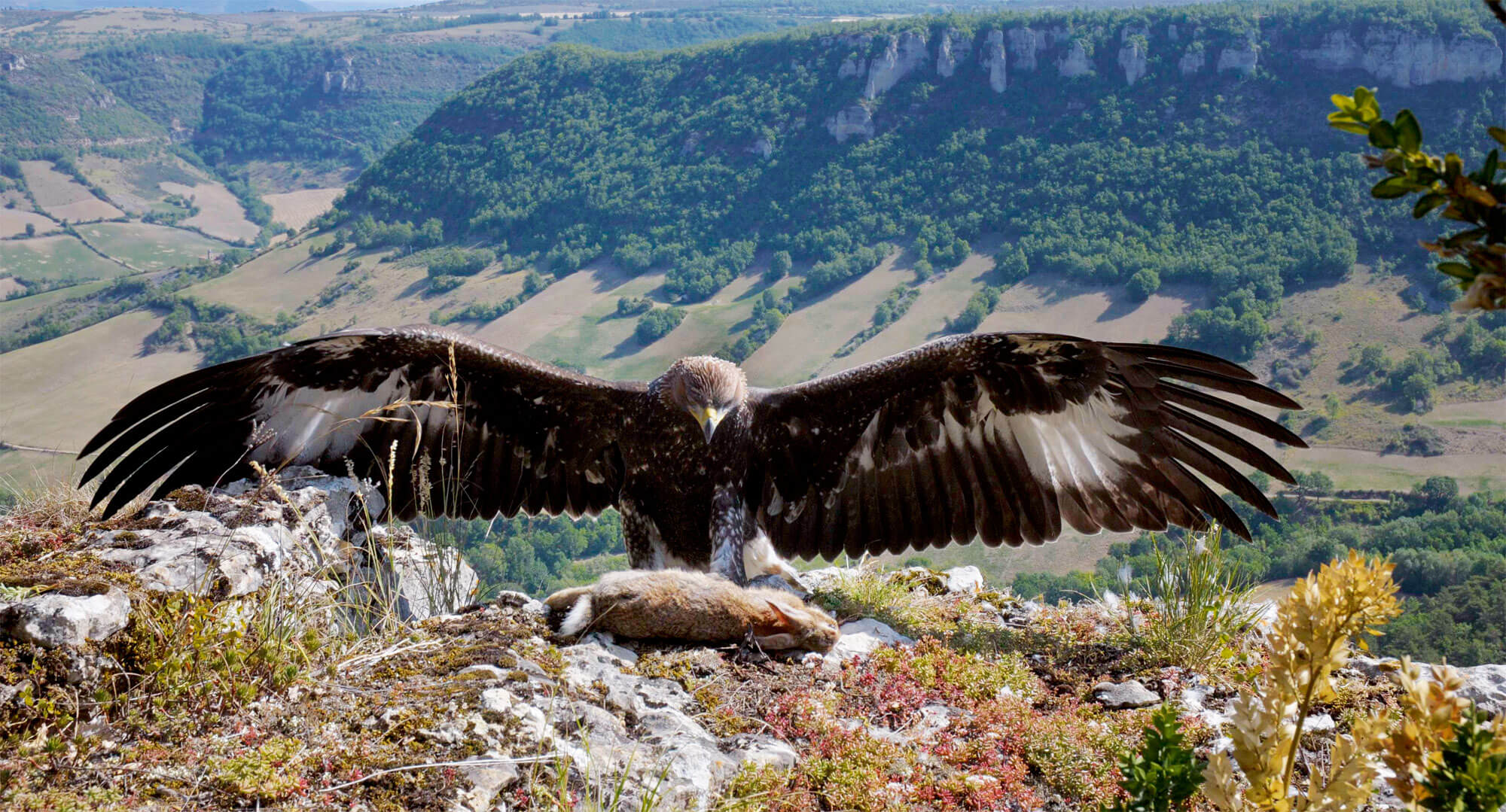 Vertige sur rencontre, film sur l'aigle royal