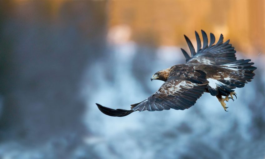 Les tribulations d'un banni parmi les aigles
