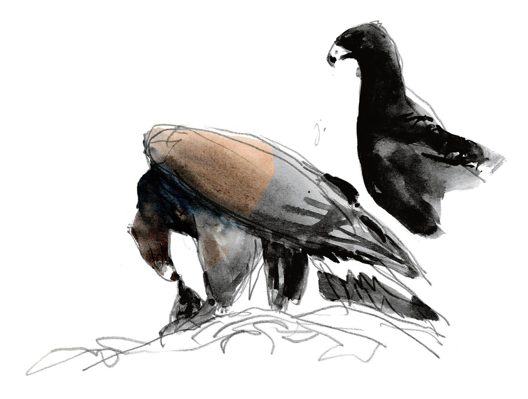 Un petit aigle nommé Caïn