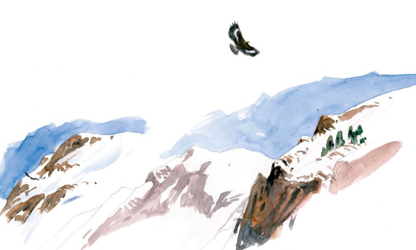Au sommet, l'aigle est roi