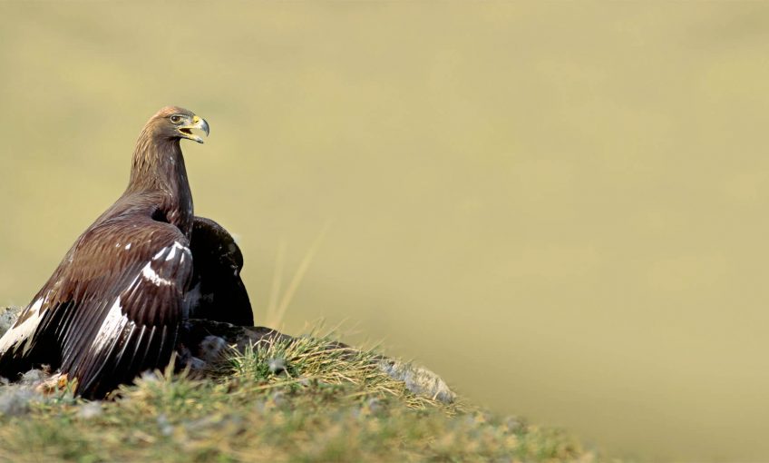 Les tribulations d'un banni parmi les aigles
