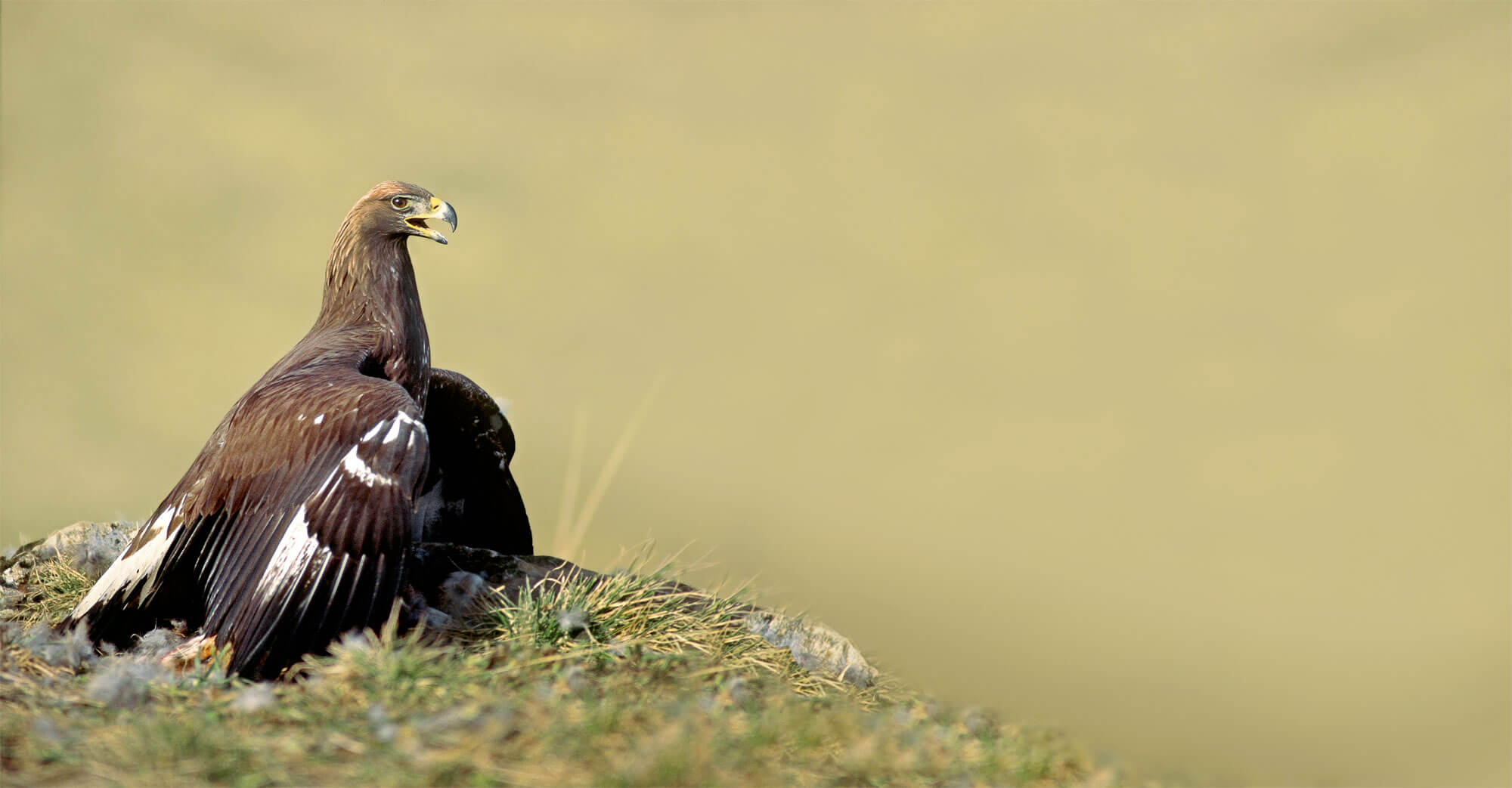 Les tribulations d'un banni parmi les aigles