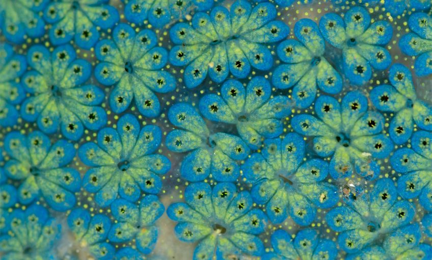 Les ascidies, vie sous-marine immortalisée par Christian König
