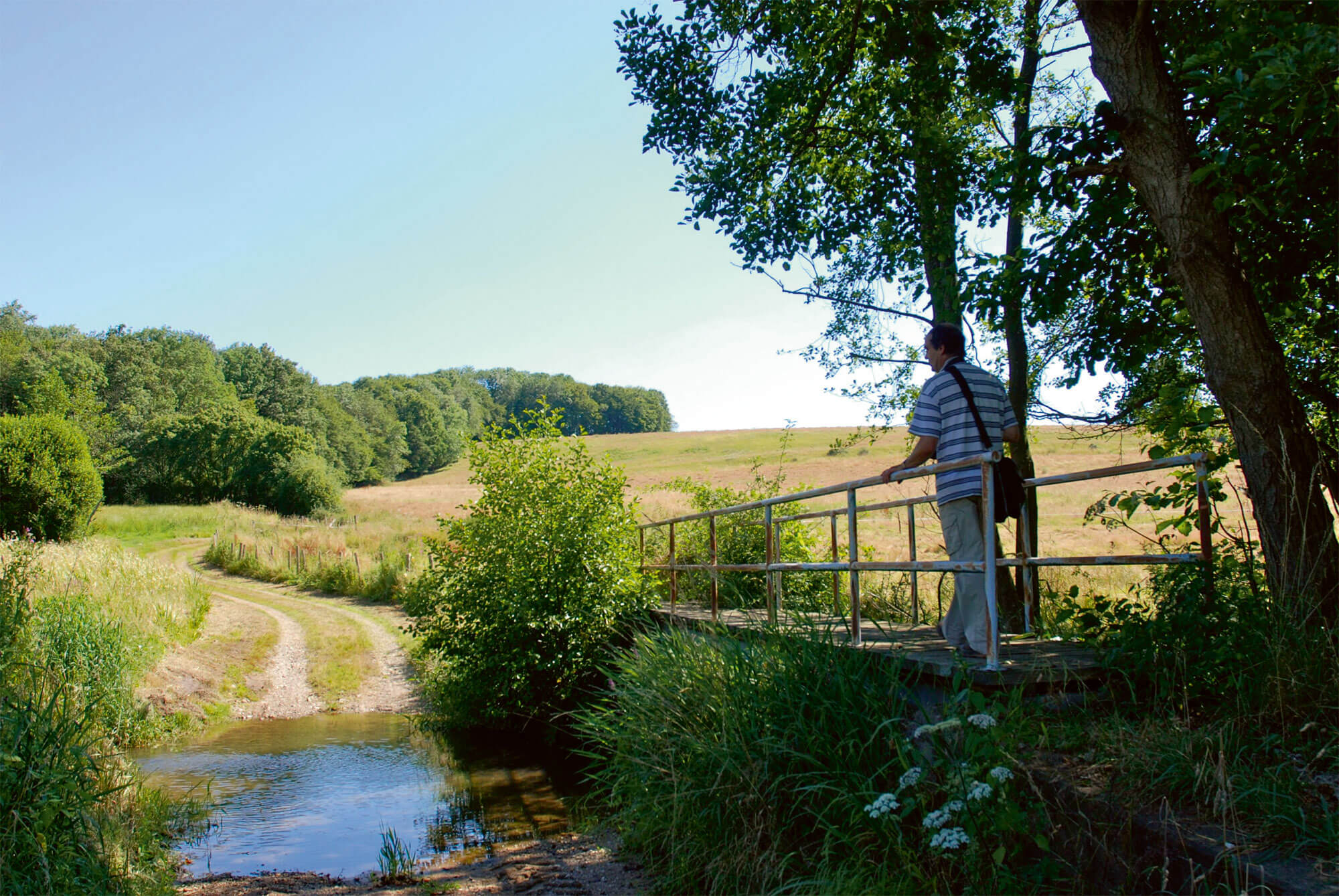 Parmi les trognes du bocage de Sargé-sur-Braye