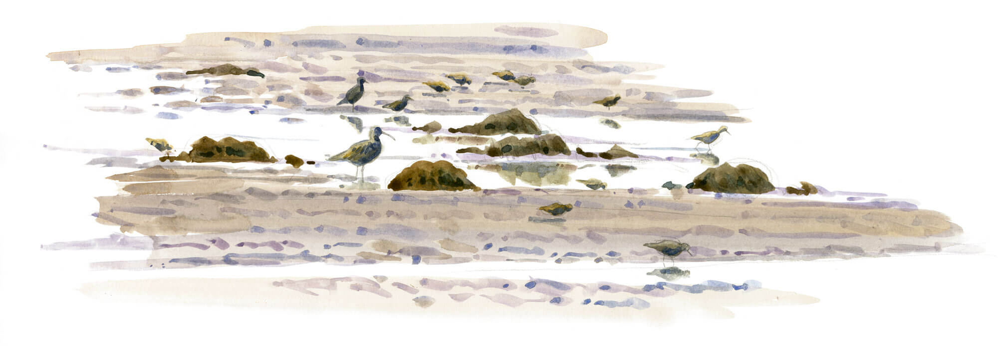 Les limicoles, ces oiseaux qui débarquent sur les plages