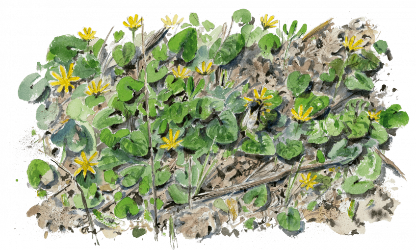 Le sacre du printemps chez les bourdons