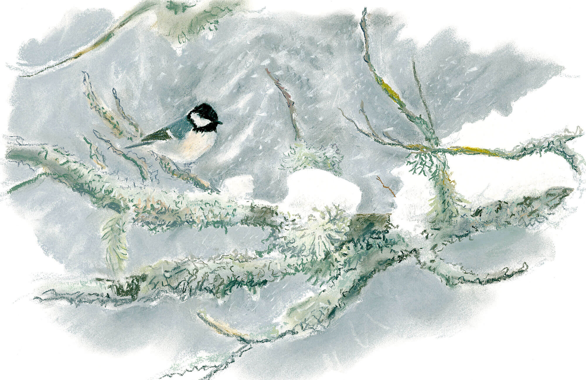 Mésange norie en hiver