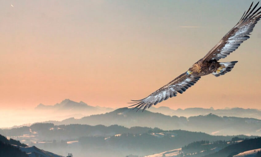 Les tribulations d'un banni parmi les aigles