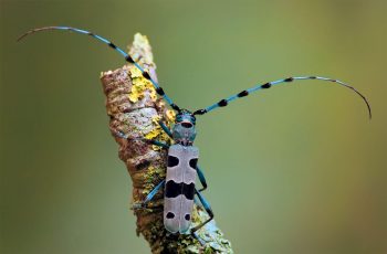 La rosalie des Alpes est l'un des coléoptères les plus rares d'Europe. Actuellement, ses populations se porteraient mieux qu'il y a 50 ans en Suisse grâce à une moindre exploitation du bois mort.