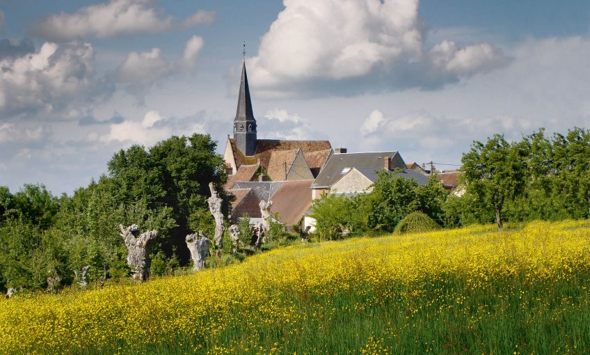 Parmi les trognes du bocage de Sargé-sur-Braye