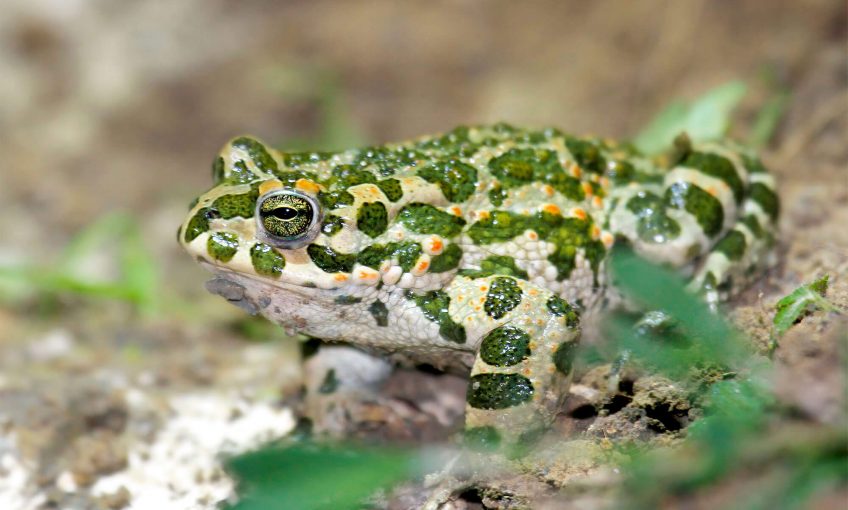 Un nouvel inventaire des amphibiens et reptiles de France