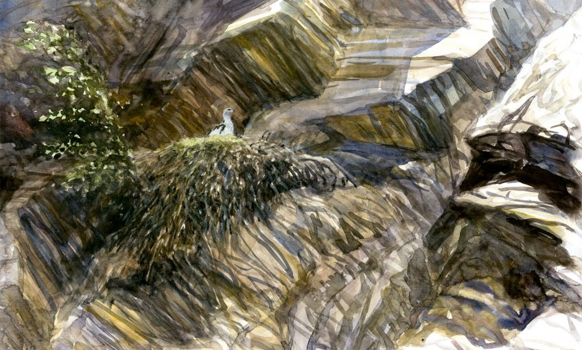 Un petit aigle nommé Caïn