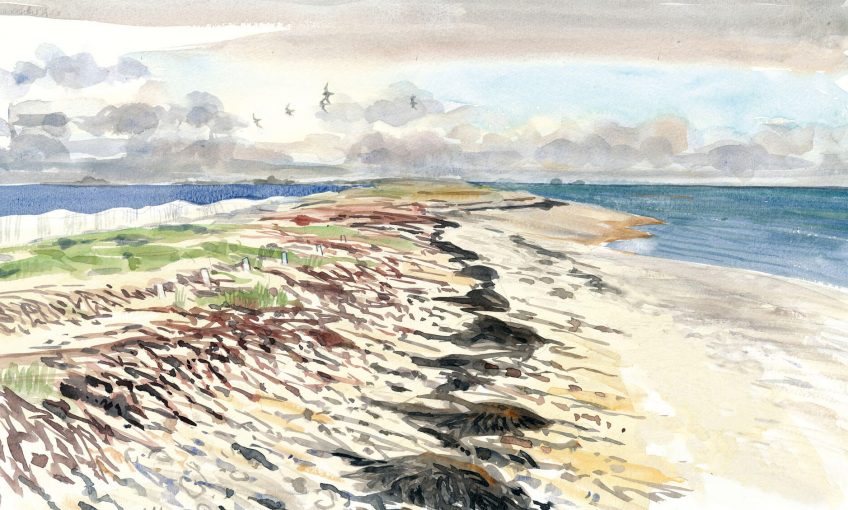 Les limicoles, ces oiseaux qui débarquent sur les plages