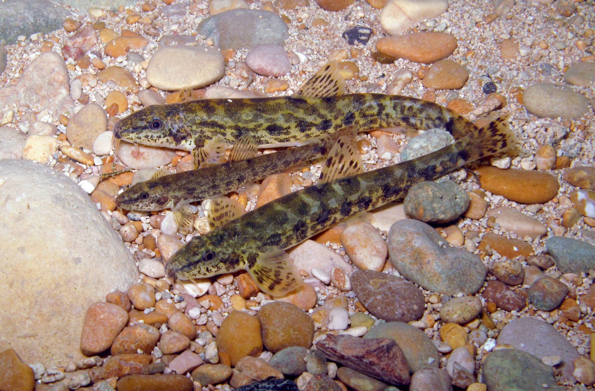 Dans le Haut-Jura, coule une rivière comme on Lemme