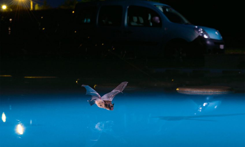 Vol de nuit d'une chauve-souris urbaine