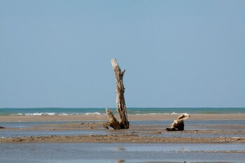 Balade en Camargue dans le vent et les pieds dans l'eau
