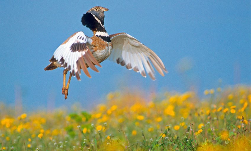 Outarde canepetière en parade, photo nature