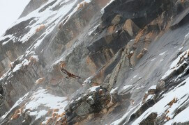 17 mars - Impossible de courir la montagne à cause des risques d'avalanches. Alors nous avons attendu le passage de l'aigle dans les bourrasques. / © Anne et Erik Lapied