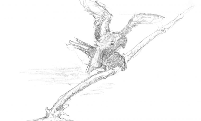 Dessin de milans en reproduction