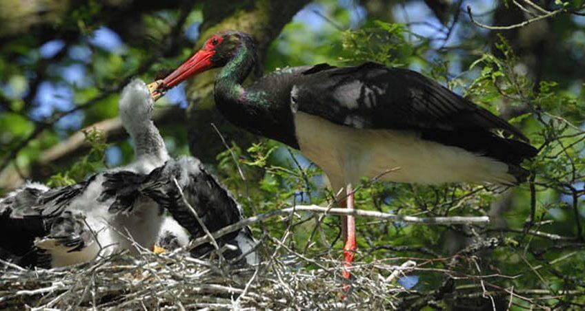 Cigogne noire