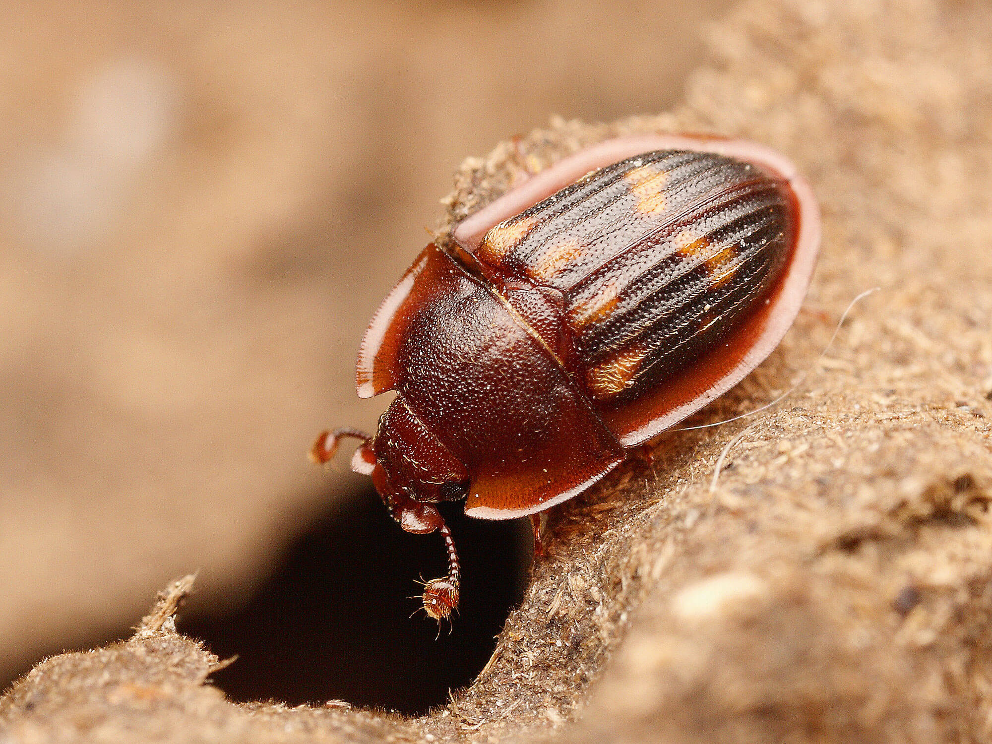 Photo d'Amphotis marginata, un voleur de miellat