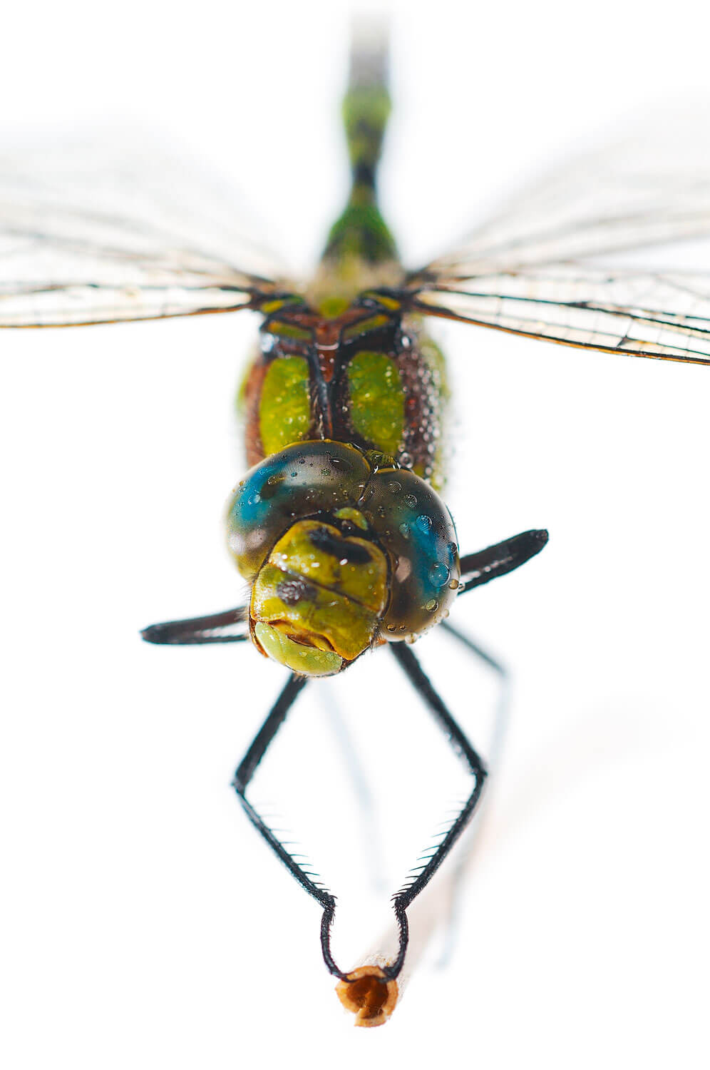 Libellule