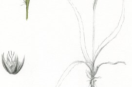 Carex / © Philippe Roux-Fouillet