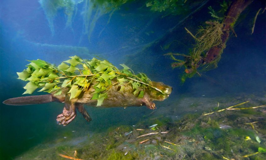 Castor sous l'eau