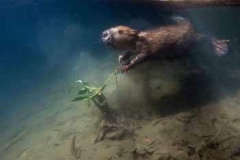 Castor sous l'eau, avec une branche de saule entre les pattes.
