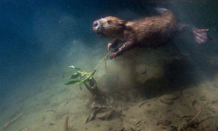 Castor sous l'eau