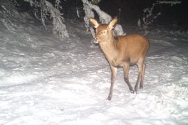 Première espèce détectée par le piège: un cerf mâle de passage le 14.01.2016 à 19 h 34 . / © René Gadient, Office de la chasse et de la pêche du canton des Grisons