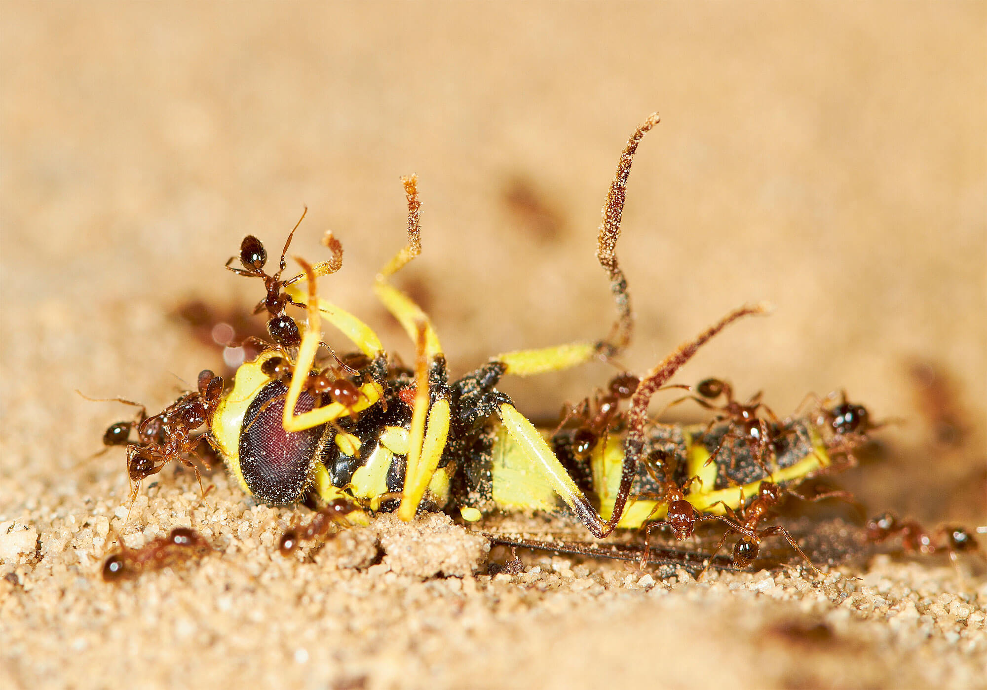 Fourmis transportant un syrphe
