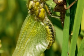 Cet orthoptère du genre libellula se balance en arrière pour sortir de son exuvie lors de la métamorphose. / © Christophe Salin