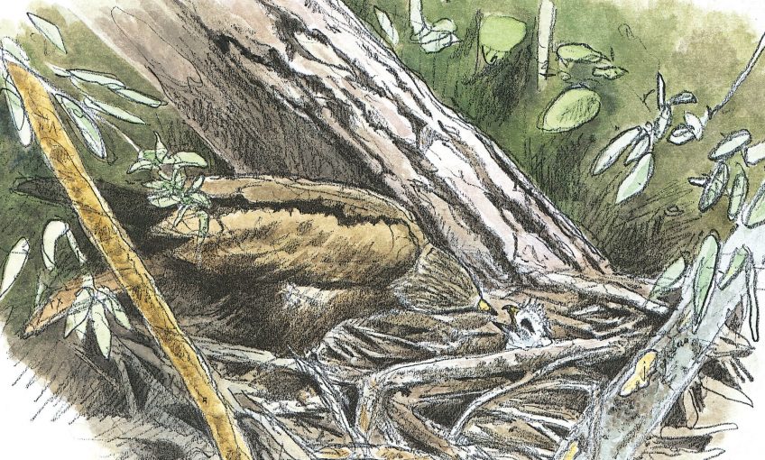 Dessin nature d'un milan noir et son poussin