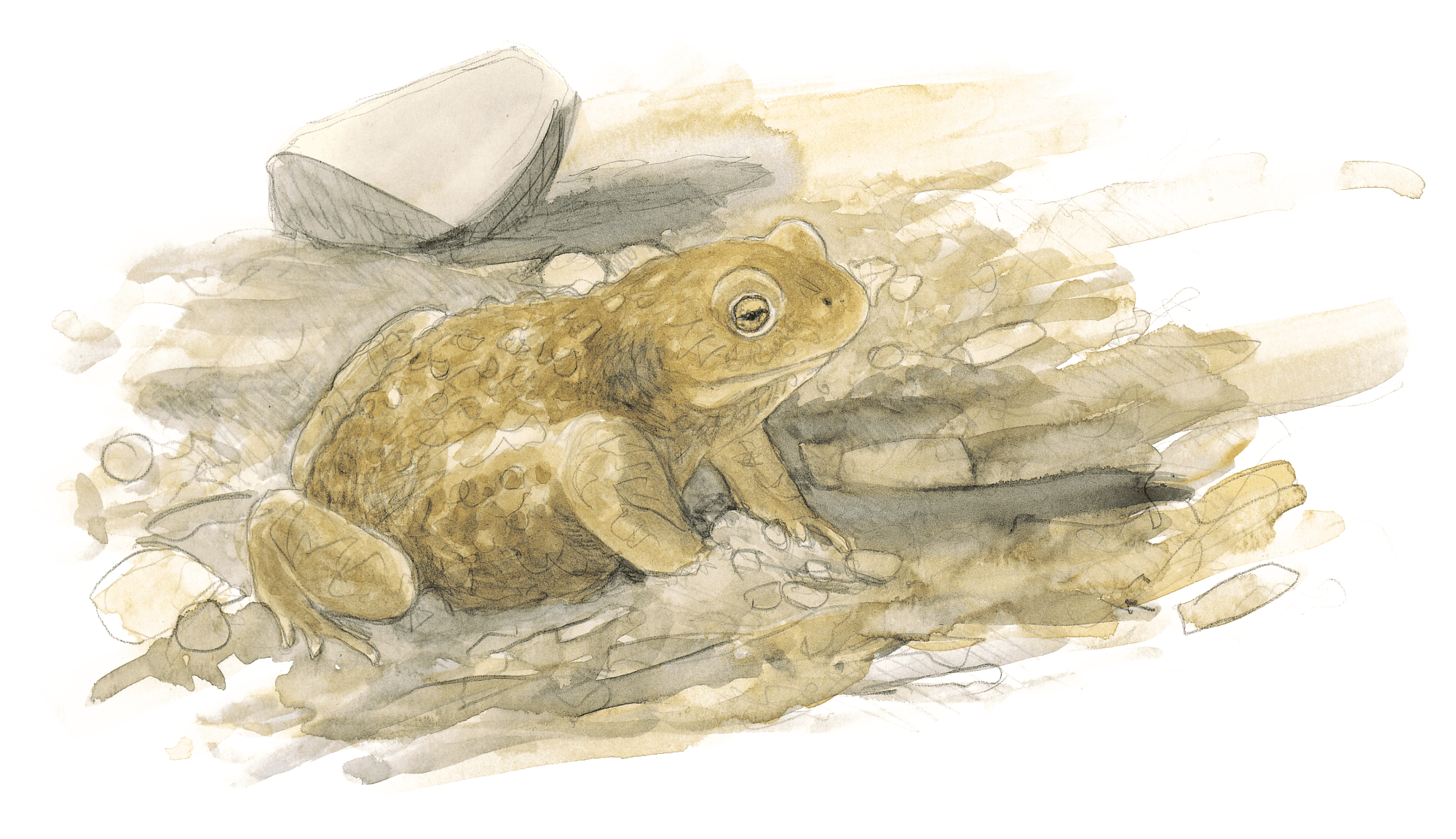 Dessin de Crapaud calamite