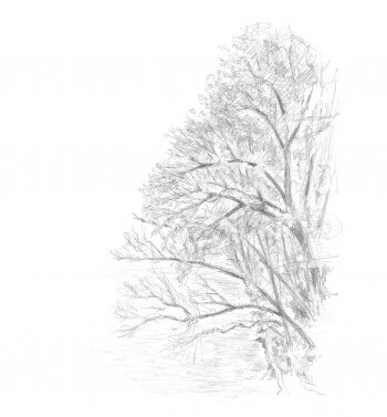 dessin d'arbre