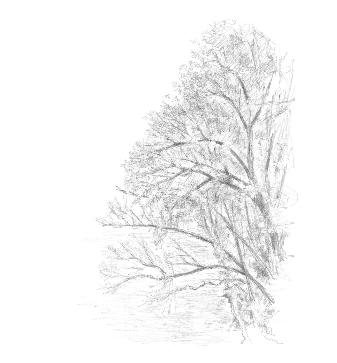 dessin d'arbre