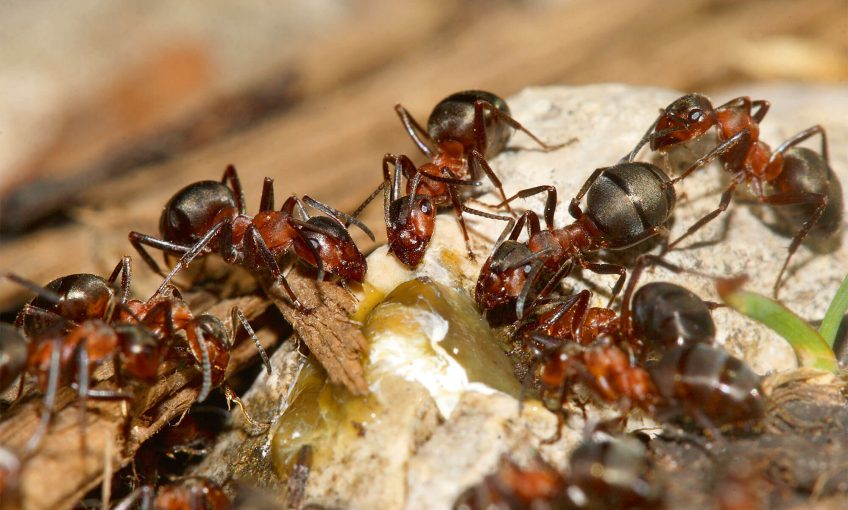 Photo de fourmis des bois qui découvrent une source de sève.