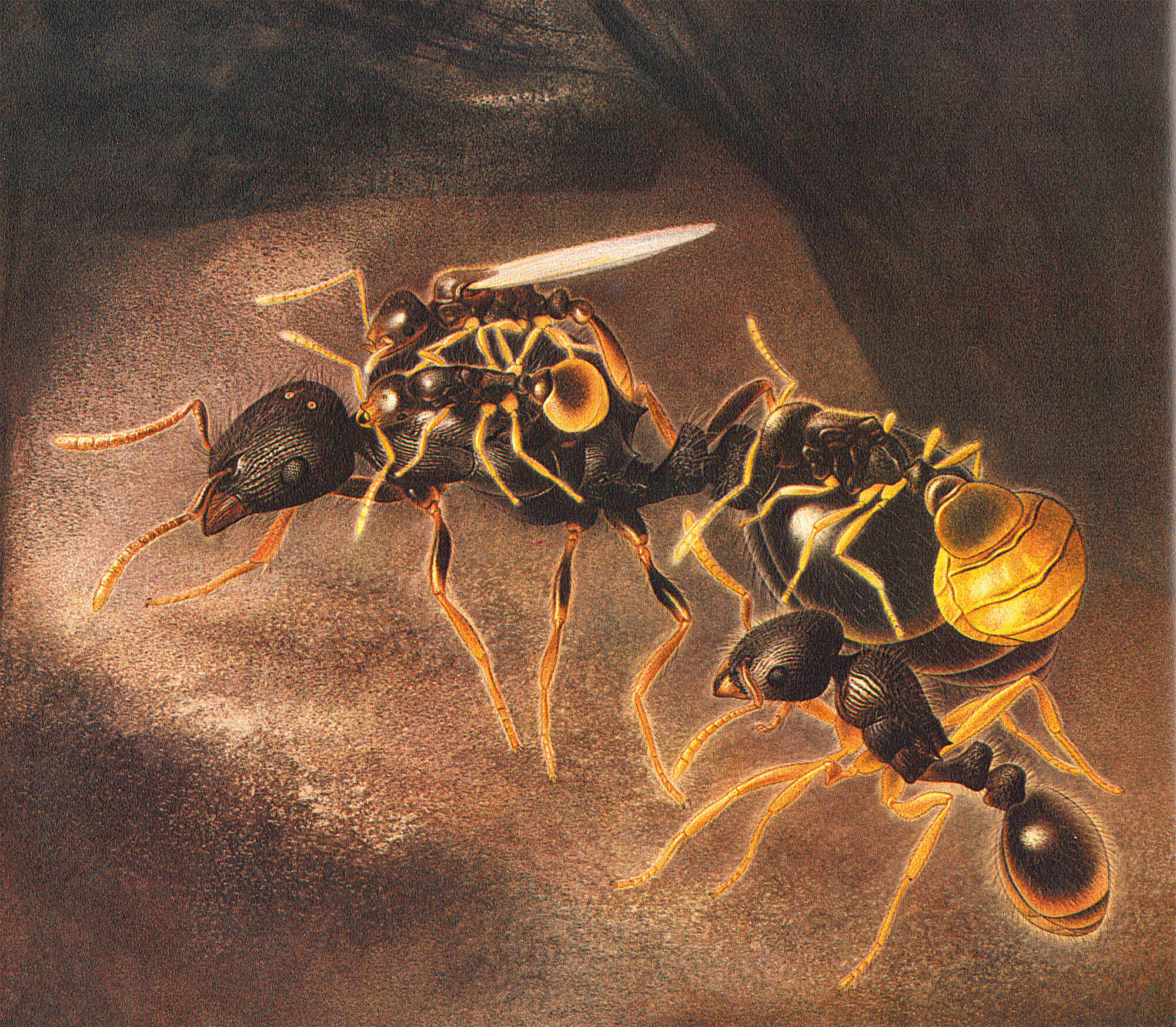 Dessin de Teleutomyrmex schneideri