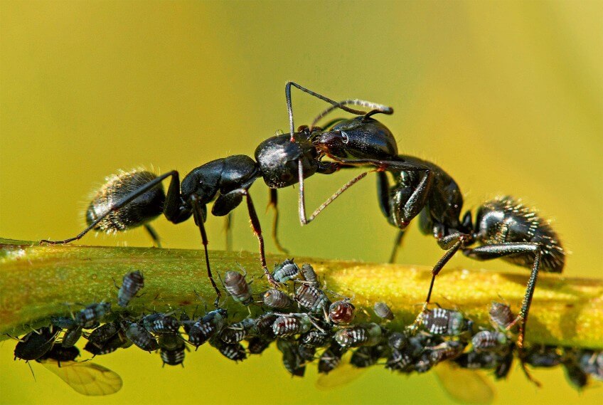 Photo de fourmis s'échangeant du miellat